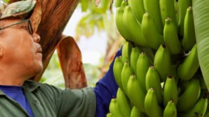 La lucha contra el hongo enemigo del preciado banano