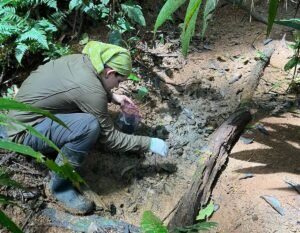 Danta: La aliada inesperada en la regeneración de los bosques de Sarapiquí