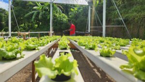 ¿Sin suelo? Sin problema