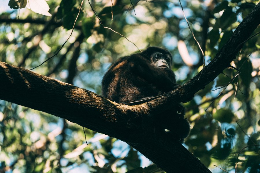 Reserva Conchal reafirma su estrategia integral de sostenibilidad en el marco del Día de la Tierra