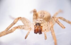 La llamada araña “Nosferatu” llega al norte de Alemania