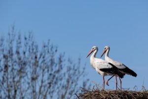Las cigüeñas vuelven a poblar los tejados alemanes, pero sin “baby boom”