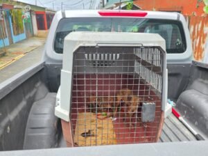 Alcaldesa de Limón hace un llamado urgente a erradicar el maltrato y crueldad animal
