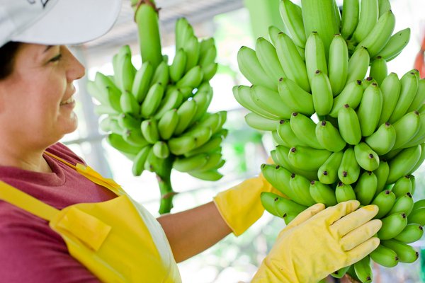 Exportaciones de bienes de Costa Rica crecen un 8% en el primer trimestre de 2026