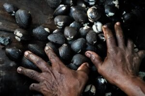 Senasa levanta restricción para moluscos bivalvos en Puntarenas