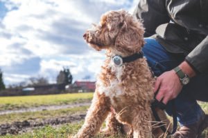 Parvovirus y distemper: Especialistas alertan sobre la importancia de vacunar a los perros para prevenir esas enfermedades