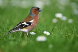 Conteo de aves en Alemania: disminuyen gorriones, golondrinas y vencejos