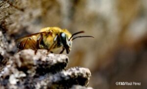 Abejas y personas: una dulce alianza que no es solo miel