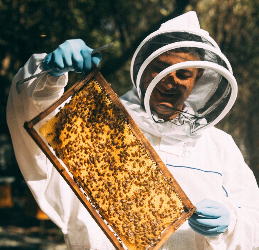 Guanacaste impulsa laboratorio genético de abejas para enfrentar el cambio climático