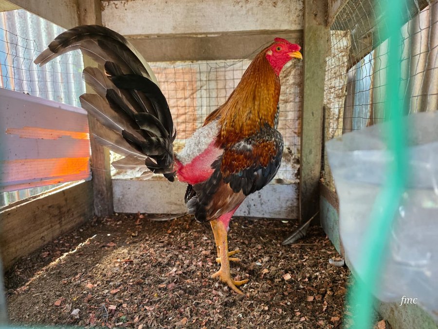 Autoridades decomisan 18 gallos de pelea en operativo en Barrio Quinto de Limón