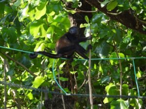 Diputados evitan archivo de proyecto de pasos de fauna