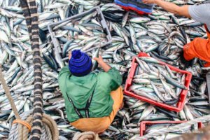 América Latina y el Caribe registra un superávit comercial de $21.000 millones en animales acuáticos