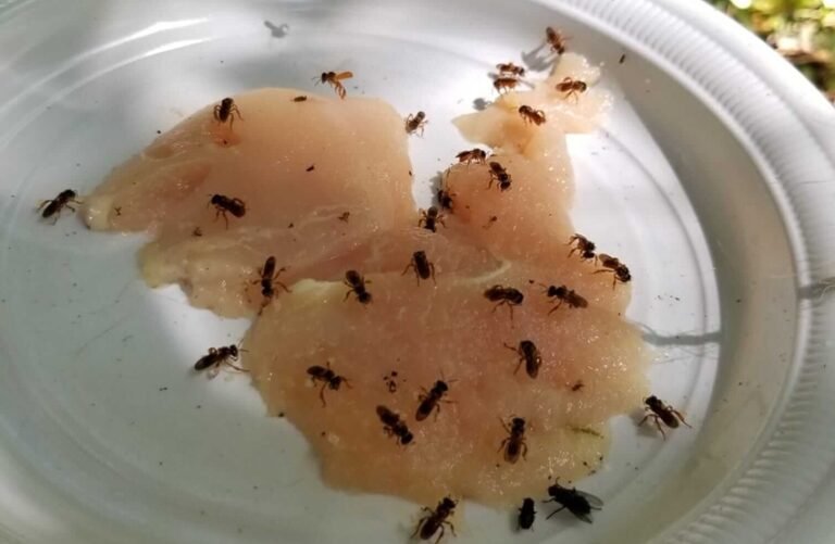 Investigadores descubren 13 especies de “abejas buitre” en bosques de Sarapiquí