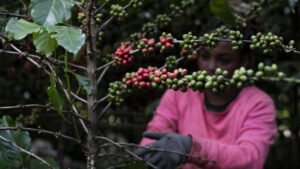 “Veneno en tu café”: un informe alerta sobre el uso masivo de pesticidas en la producción mundial