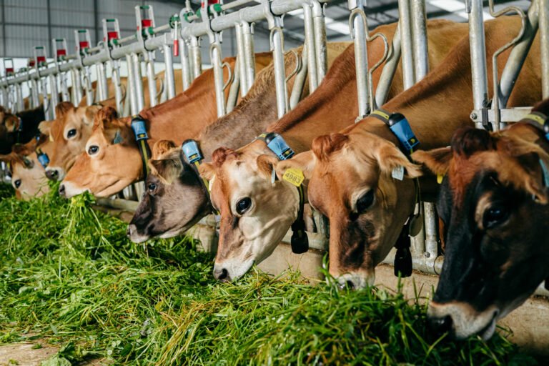 Prevención sanitaria fortalece la productividad y sostenibilidad de la ganadería nacional