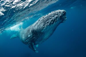 Golfo Dulce: un santuario mundial para ballenas y delfines en la temporada más larga del planeta