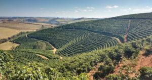El Niño entra en el radar del mercado del café y puede afectar importantes orígenes productores en los próximos ciclos