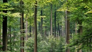 Francia: Debido al clima, la mortalidad natural de los árboles crece de manera inquietante