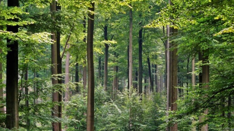 Francia: Debido al clima, la mortalidad natural de los árboles crece de manera inquietante