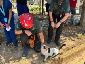 Ticas ayudan a animales afectados por terremotos en Venezuela