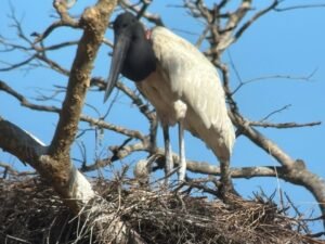 Conteo confirma nueve nidos activos y 19 pichones de jabirú en humedales costarricenses