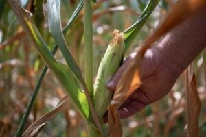 Agricultores alemanes estiman pérdidas millonarias por sequía