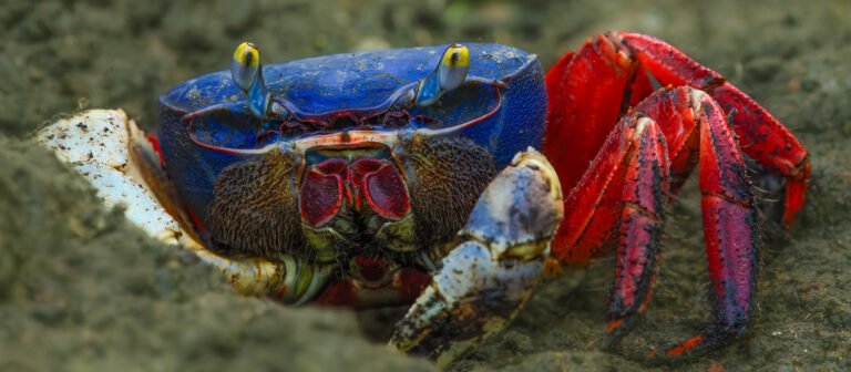 Registro de más de 75 especies de fauna evidencia el saludable estado del Refugio Nacional de Vida Silvestre Mixto Conchal