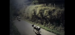 Esta es la explicación sobre el curioso comportamiento de vacas y caballos durante un sismo