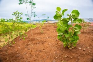 Evolution Free Zone fortalece biodiversidad en Occidente con siembra de 430 árboles nativos