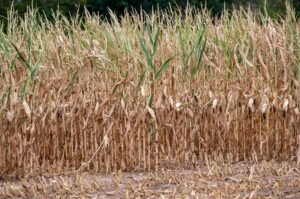 La sequía y el calor reducen un 7% las cosechas alemanas