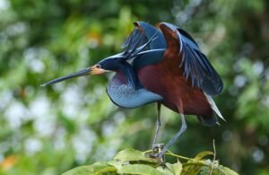 Guatuso alberga concentración de 1.000 garzas agamí: UNED impulsa acciones para su conservación