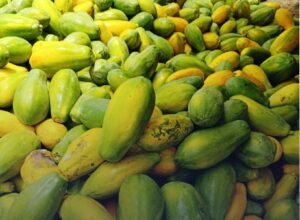 SFE decomisó 12.700 kg de papaya de contrabando en Paso Canoas