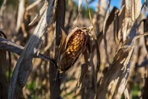 Fenómeno de El Niño amenaza cosechas de granos en América y enciende alertas sobre abastecimiento