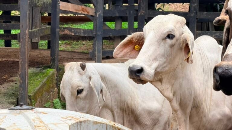 FAO reconoce internacionalmente a la NAMA Ganadería de Costa Rica por su aporte a la producción sostenible
