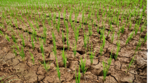 El Niño pone presión sobre costos, operaciones y cadenas de suministro de las empresas en América Latina