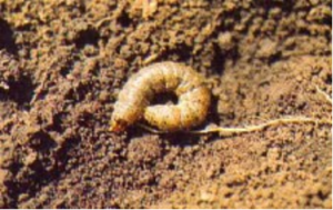 Los pastos brachiarias (urochloas) ventajas y desventajas