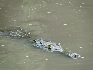 Cocodrilos pierden espacio vital en el río Grande de Tárcoles