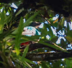 ¡Hay quetzales en Pejivalle! La Marta, Refugio de Vida Silvestre, destaca por su extraordinaria riqueza de aves