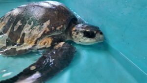 Parque Marino del Pacífico lucha por salvar a tortuga lora rescatada en Playa Quizales
