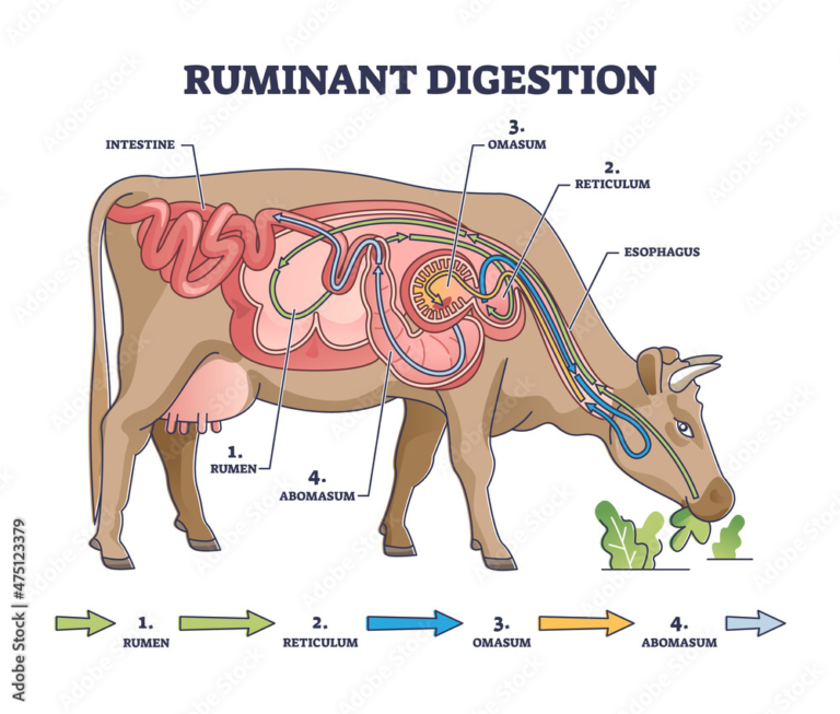 El maravilloso rumen