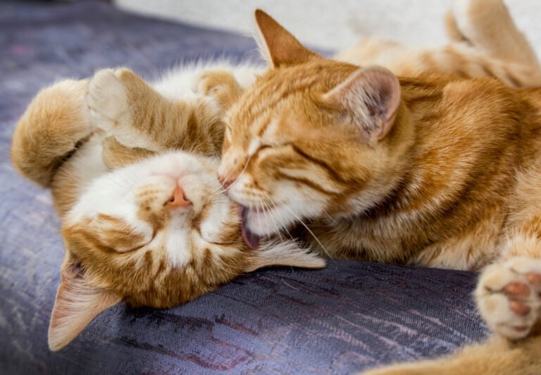 ¿Cuándo inicia la etapa senior de una mascota? Claves para acompañar su envejecimiento con bienestar